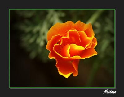 California Poppy (Eschscholzia)
