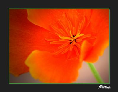 California Poppy (Eschscholzia)