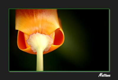 California Poppy (Eschscholzia)