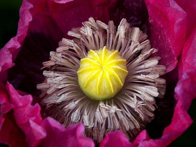 Another Poppy