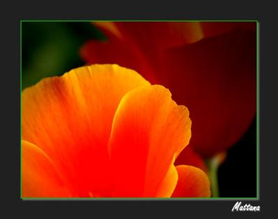 California Poppy (Eschscholzia)