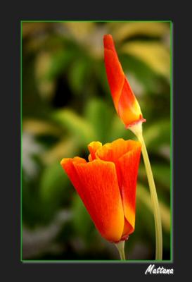 California Poppy (Eschscholzia)