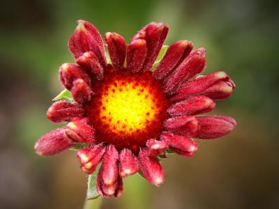 Gaillardia