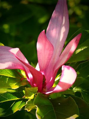Magnolia