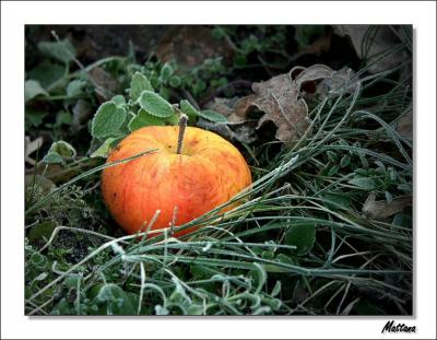 Fallen Apple I