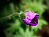 Geranium
