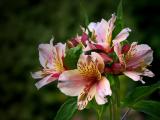 Alstroemeria (Peruvian Lily)
