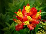 Alstroemeria (Peruvian Lily)