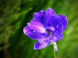 Delphinium