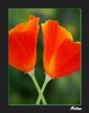 California Poppy (Eschscholzia)