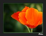 California Poppy (Eschscholzia)