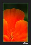 California Poppy (Eschscholzia)