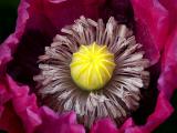 Another Poppy