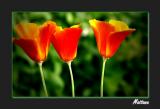 California Poppy (Eschscholzia)