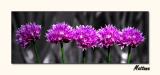 Chives