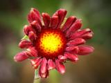 Gaillardia