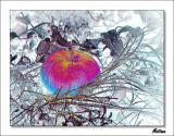 Fallen Apple IV