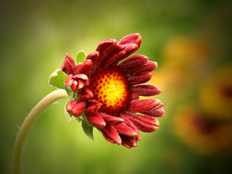 Gaillardia