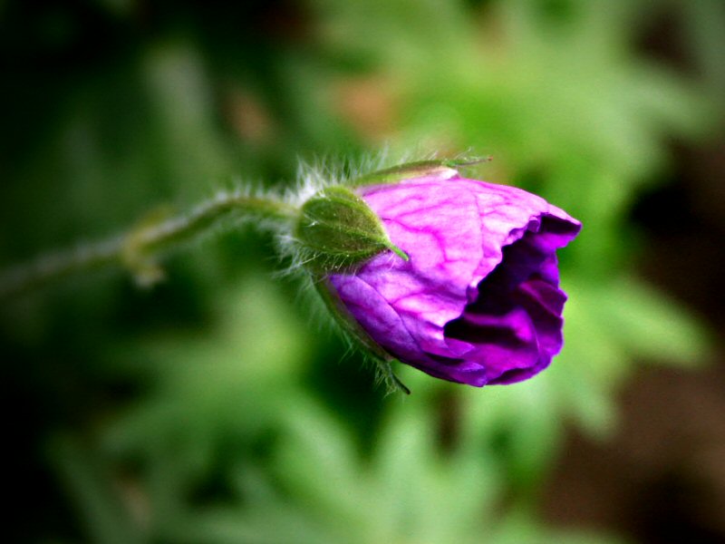 Geranium