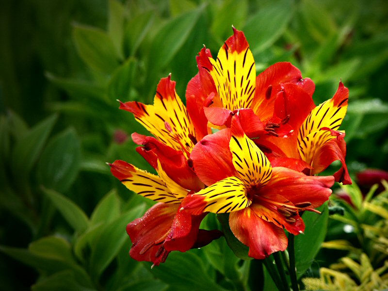 Alstroemeria (Peruvian Lily)