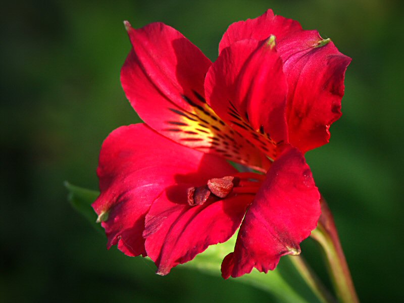 Alstroemeria  (Peruvian Lily)