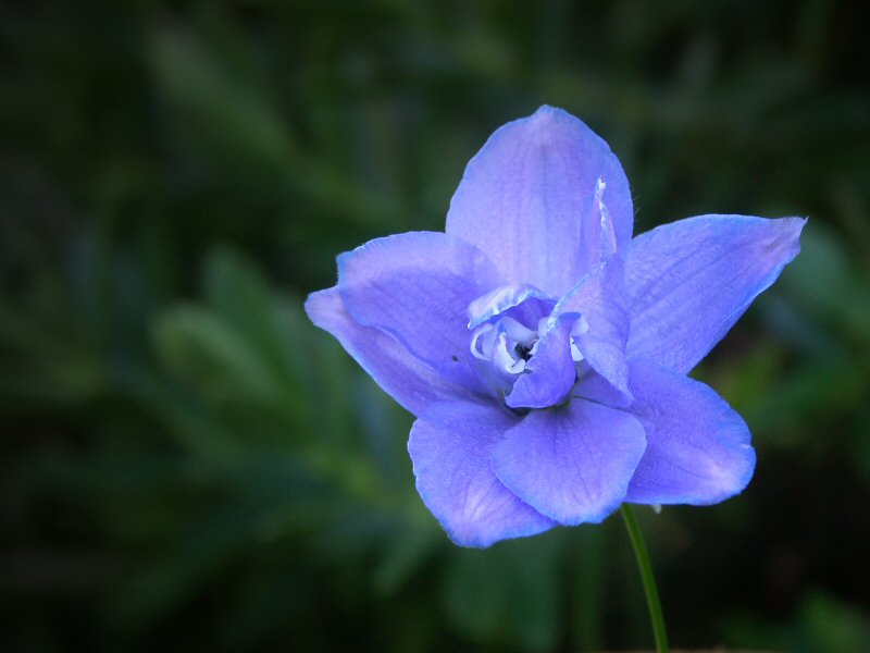 Delphinium