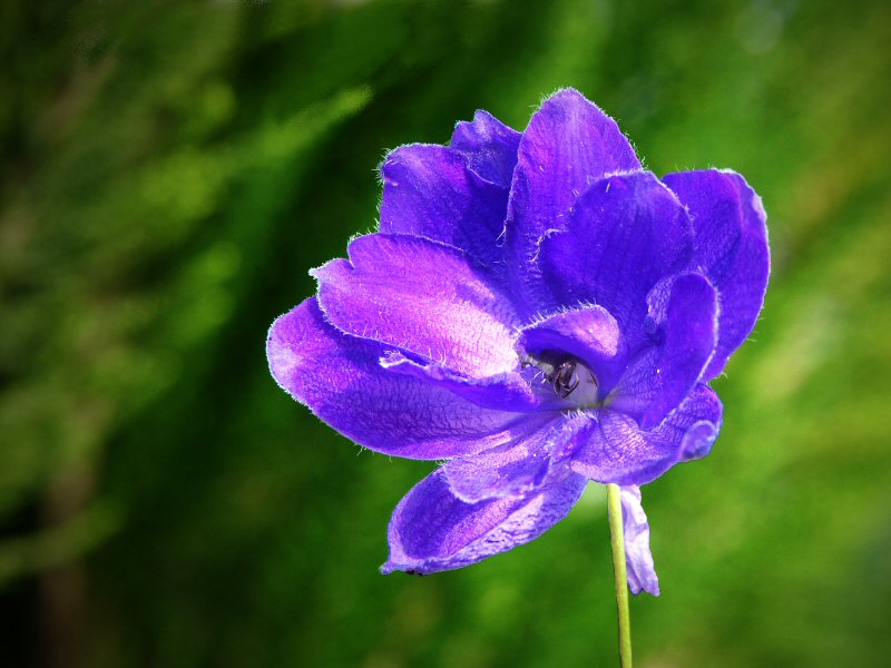 Delphinium