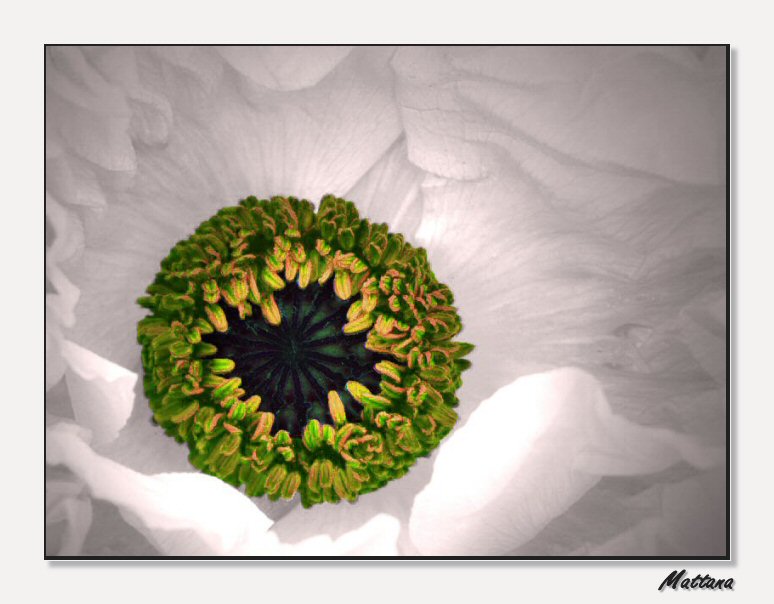 Poppy II