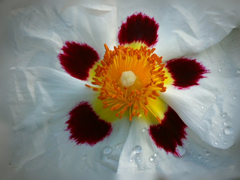 Cistus - Rock rose - Sun rose