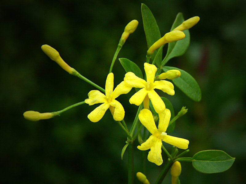 Winter Jasmine