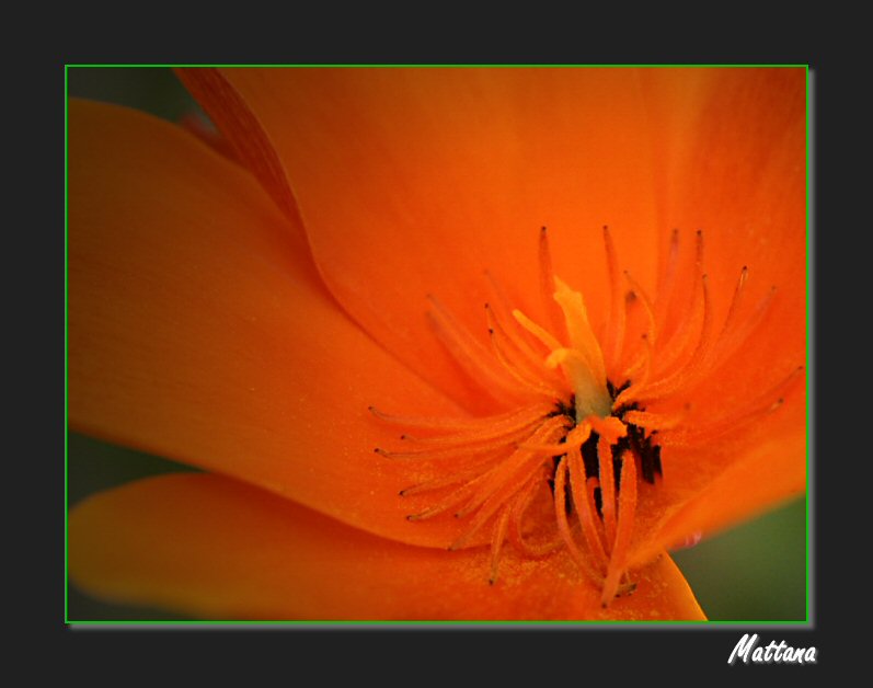California Poppy (Eschscholzia)
