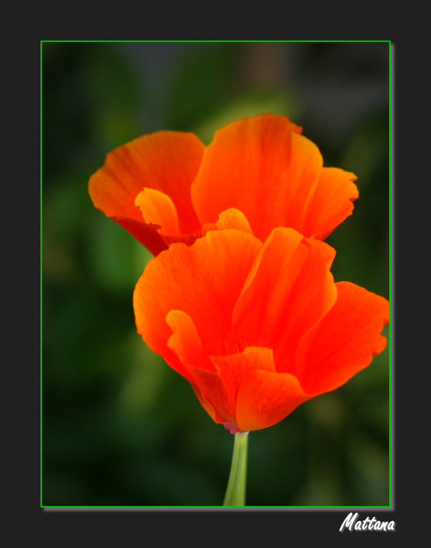 California Poppy (Eschscholzia)