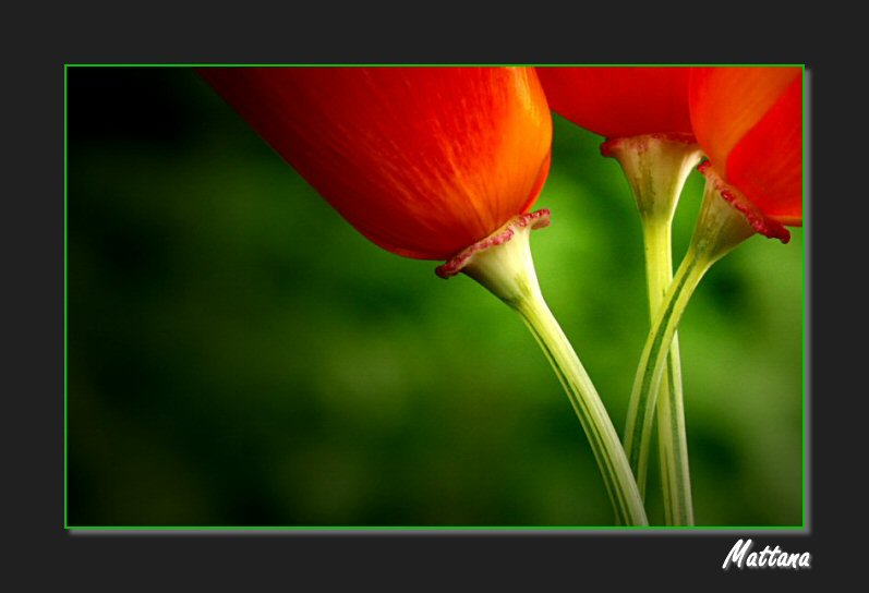 California Poppy (Eschscholzia)