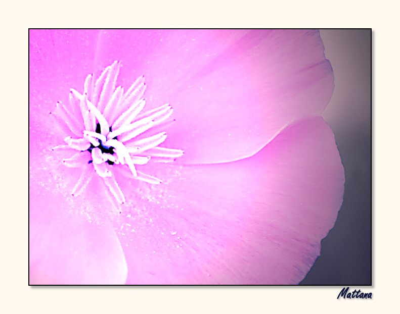 California Poppy I