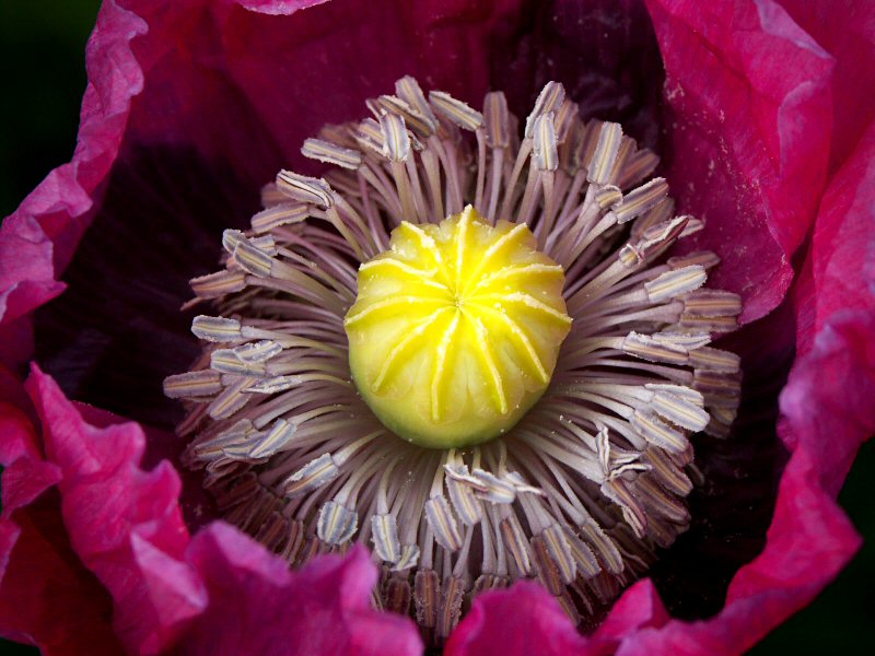 Another Poppy
