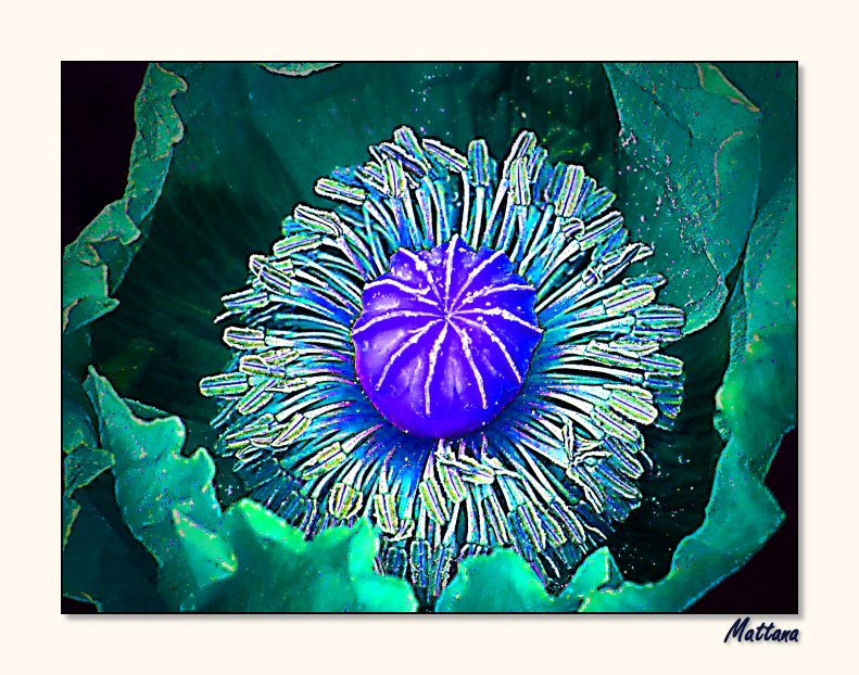 Poppy V
