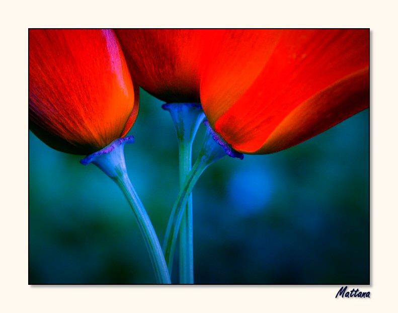 California Poppy II