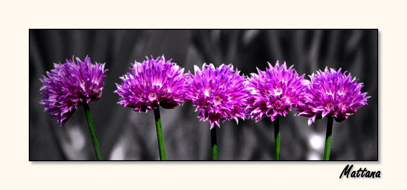 Chives
