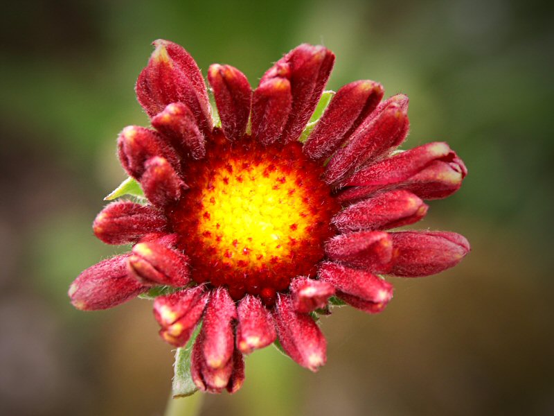 Gaillardia