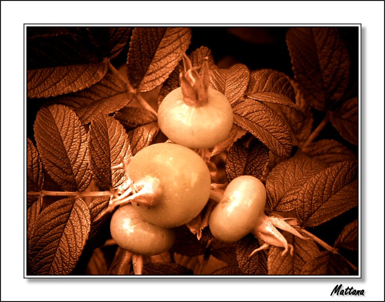 Rose hip