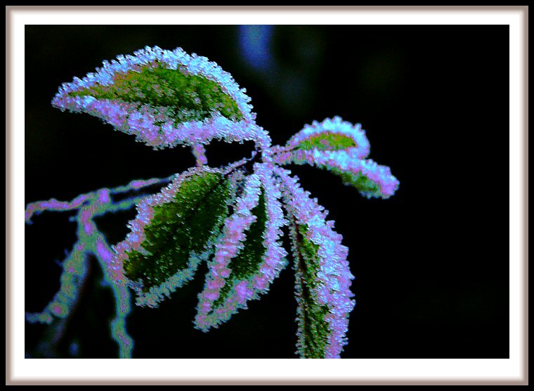 Frosty leaves