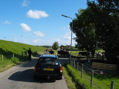 Cows on the other side