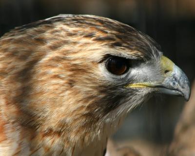 bird of prey.jpg