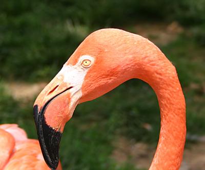Pink.jpg