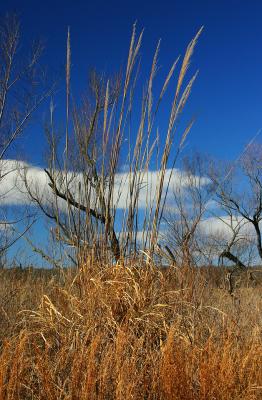 Tall Grass Three.jpg