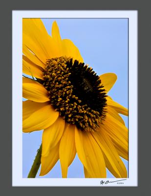 sunflower2.jpg