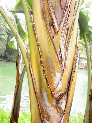 Bark, Birds of Paradise at Self Realization CA