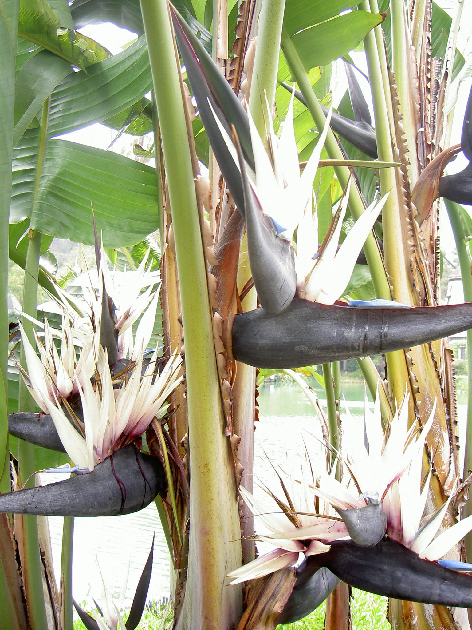 White Birds of Paradise at Self Realization CA