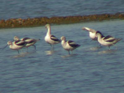 American Avocets