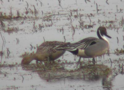 Northern Pintail